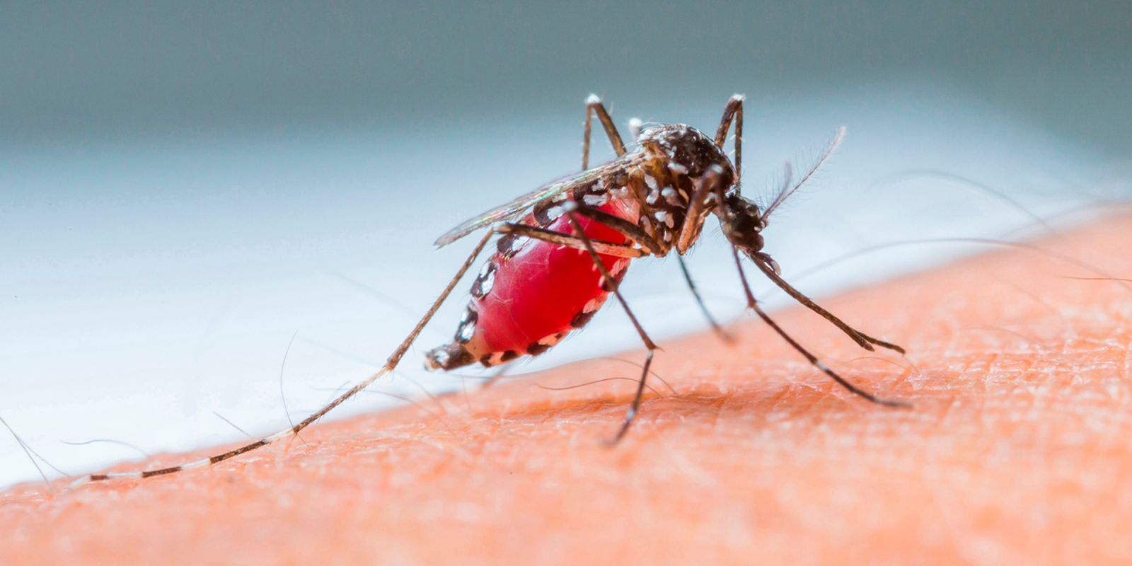 SP inicia Semana Estadual de Mobilização Social contra o mosquito Aedes aegypti